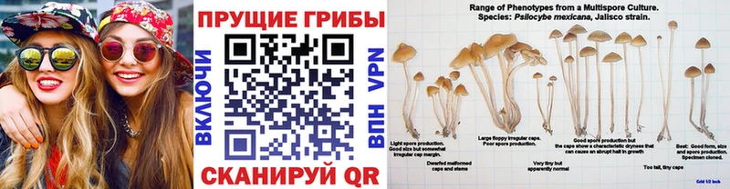 shop какой сайт  Стерлитамак  Галлюциногенные грибы мицелий 